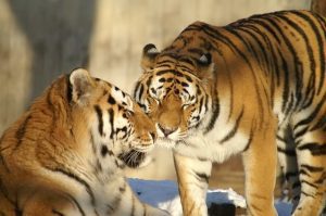 International Tiger Day