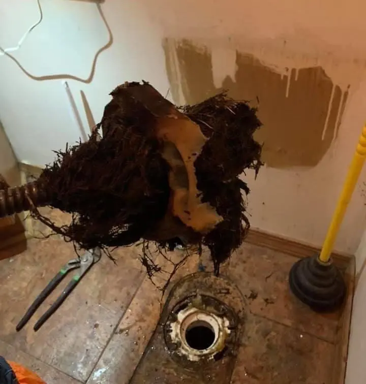 roots in pipe plumbing problems