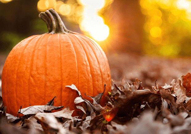 blog - fall pumpkin