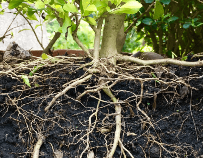 root growth can cause sewage leaks